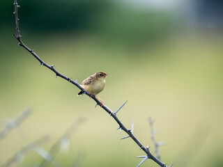 Zistensänger (Cisticola juncidis)