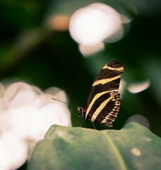 butterfly on a leaf