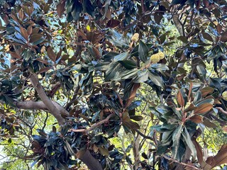 Magnolia grandiflora tree with glossy dark green leaves and brown undersides, showing immature cone-like seed pods among dense foliage, capturing the plant’s lush evergreen texture under daylight.