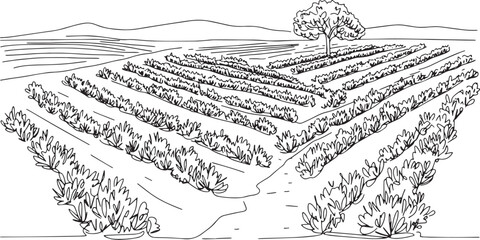 Fototapeta premium Elegant line art depiction of a meticulously planted rosemary fi