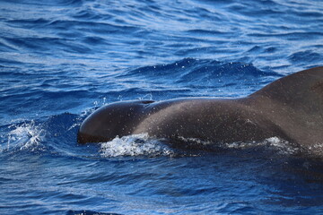Obraz premium Dolphin and whale watching Los Gigantes Tenerife