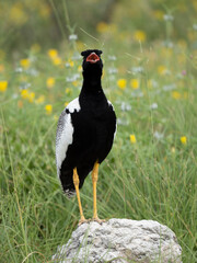 Weißflügeltrappe (Afrotis afraoides)