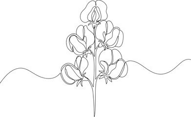 Elegant Sweet Pea Flower in Continuous Line Drawing Style on a W