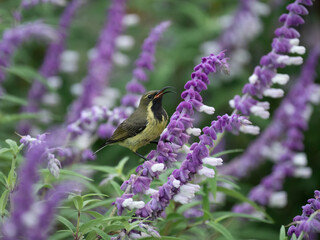 Bindennektarvogel (Cinnyris mariquensis) © Lothar Lenz