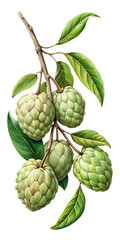 Fototapeta premium Botanical Illustration of Sugar Apples Hanging on a Branch with Green Leaves