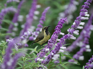 Bindennektarvogel (Cinnyris mariquensis) © Lothar Lenz