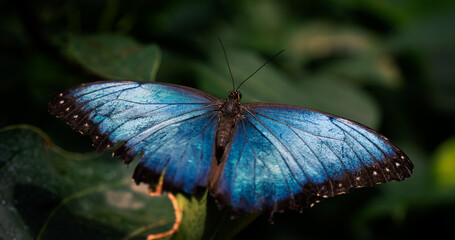 blue morpho butterfly on a leaf in the tropics