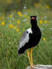 Weißflügeltrappe (Afrotis afraoides)
