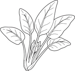 Obraz premium Elegant line drawing of water spinach, a versatile and nutritiou