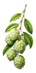 Fototapeta premium Elegant Illustration of a Custard Apple Tree Branch with Ripe Fruits