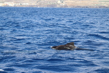 Fototapeta premium Dolphin and whale watching Los Gigantes Tenerife