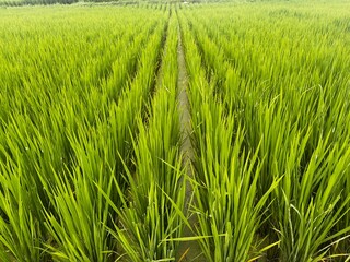 greenish rice in the paddy field