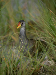 Schwarzkielralle (Zapornia flavirostra)
