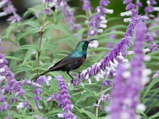 Bindennektarvogel (Cinnyris mariquensis) © Lothar Lenz