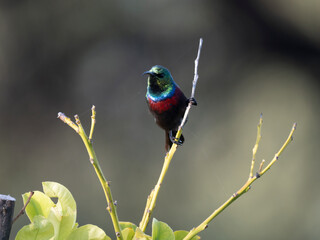 Bindennektarvogel (Cinnyris mariquensis) © Lothar Lenz