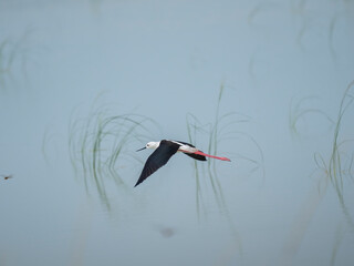 Stelzenläufer (Himantopus himantopus) 