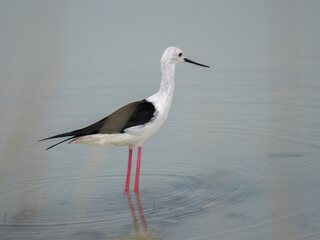 Stelzenläufer (Himantopus himantopus) 