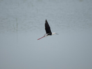 Stelzenläufer (Himantopus himantopus) 