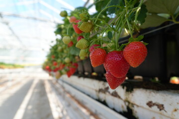 Ripe and unripe strawberries hanging on shrub in a greenhouse