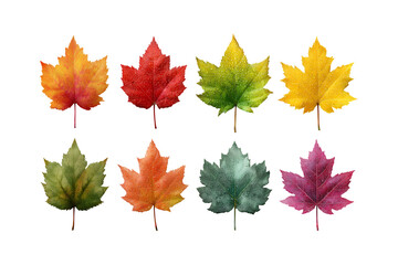 Fototapeta premium Eight vibrant maple leaves in autumn colors displayed against a dark backdrop for seasonal design elements isolated on transparent background