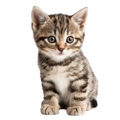 Obraz premium Cute kitten png feline png cat png pet png domestic png fluffy png small png adorable png whiskers png kitty png transparent background image