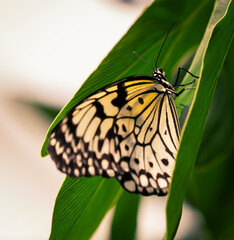 white and yellow monarch butterfly on a green leaf