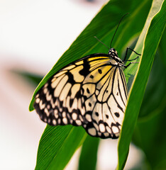 white and yellow monarch butterfly on a green leaf