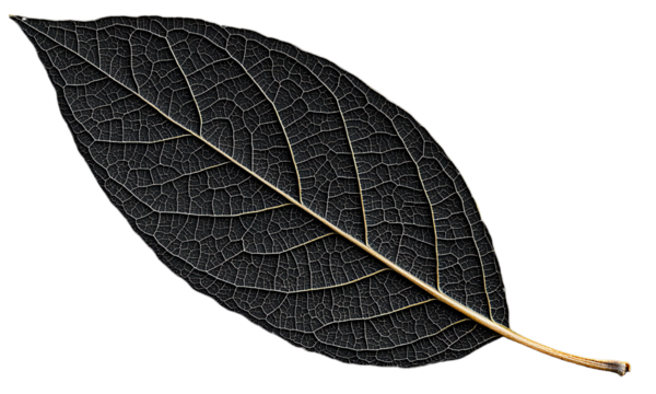 A delicate leaf showcasing intricate vein patterns and a slender stem, emphasizing its natural elegance and structure.