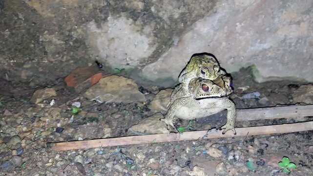 4K Amplexus Frog Duttaphrynus melanostictus: Amphibian Reproduction and Wildlife Biology.