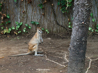 A kangaroo stands alert on bare soil near a tree trunk, framed by roots and leafy vines on a wall. Its upright posture highlights natural behavior