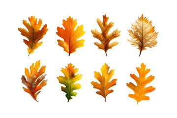 Fototapeta premium Autumn oak leaves collection vibrant fall colors isolated seasonal foliage nature display array organic isolated on transparent background