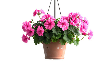 A vibrant hanging basket filled with pink geraniums against a stark black background