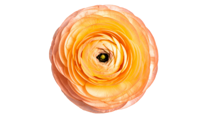 Top-down close-up of a vibrant, fully bloomed flower with layers of peach and yellow petals
