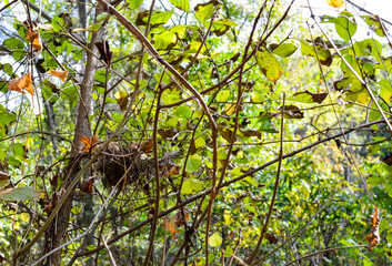 Bird nest hidden in branches with green leaves.