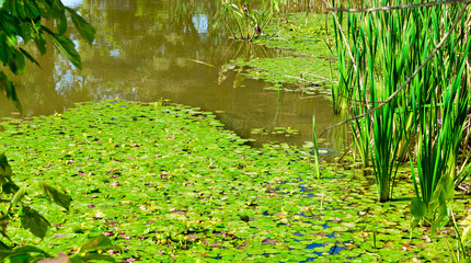 Pond with floating lily pads and reeds on a sunny day.