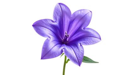 Close-up of a vibrant, star-shaped purple flower with a dark center and green stem