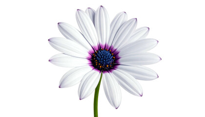 A close-up of a daisy flower with white petals, a purple ring, and a dark blue center