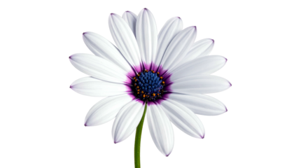 A close-up of a daisy flower with white petals, a purple ring, and a dark blue center