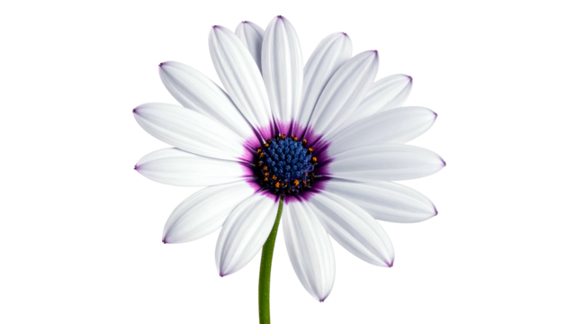 A close-up of a daisy flower with white petals, a purple ring, and a dark blue center