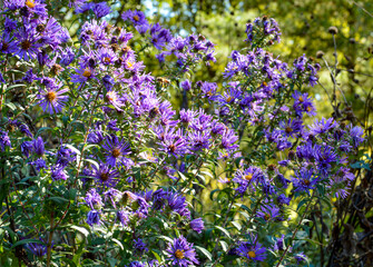 Fototapeta premium Vibrant Purple Wildflowers Blooming in Sunlit Meadow