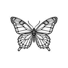 Fototapeta premium Intricate line drawing of a butterfly with detailed wings 