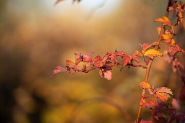 Autumn branch with red and orange leaves in sunlight