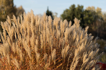Golden autumn pampas grass in warm sunlight