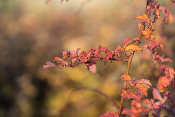 Autumn branch with red and orange leaves in sunlight