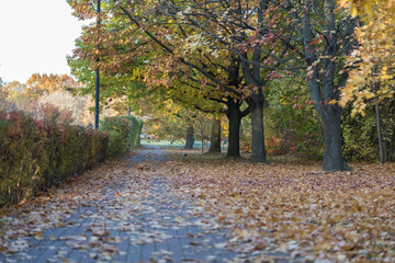 Peaceful autumn park pathway covered with colorful leaves