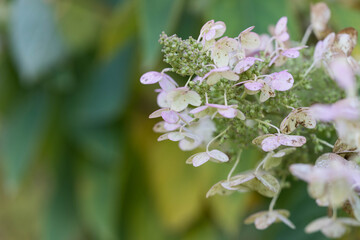 Faded pink hydrangea flowers in soft autumn light