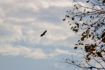 Silhouette of a black bird in the sky and autumn trees. Copy space.
