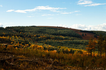 Forested hills with autumn colors and sunlight in Ticknock Forest, Dublin