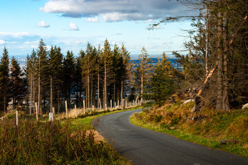 Empty forest path in Ticknock during autumn surrounded by colourful foliage and warm sunlight in the Dublin Mountains