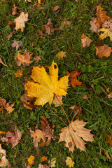 Golden carpet of fallen maple leaves on park ground